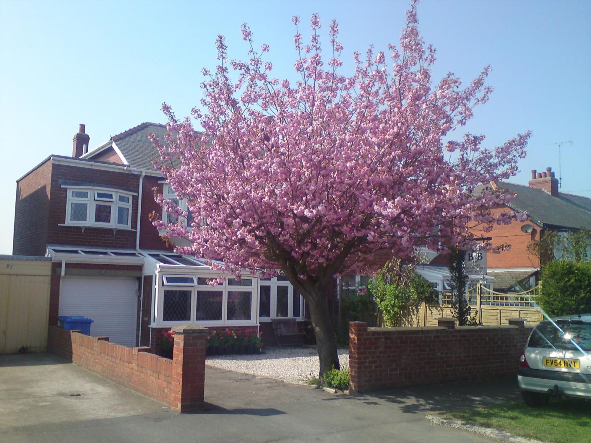 ويتبي Cherry Blossom Guest House المظهر الخارجي الصورة